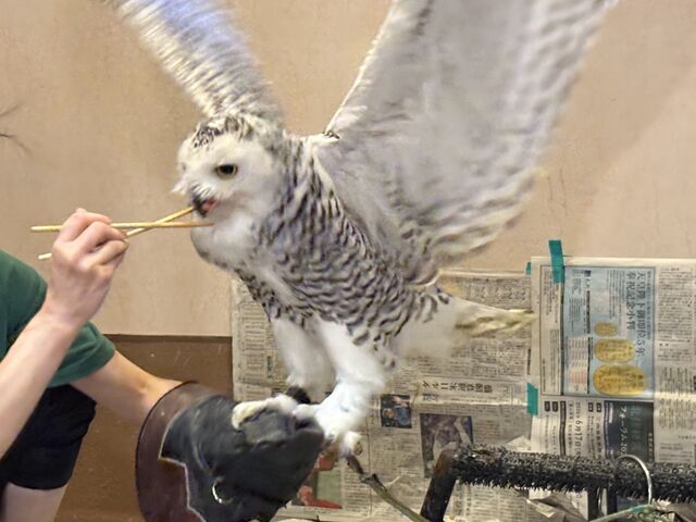 唗́I_ANAtHXg@-̐X-