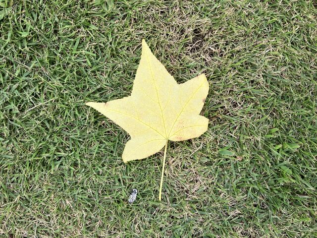 harusũAh}[j X̓eʐ^6