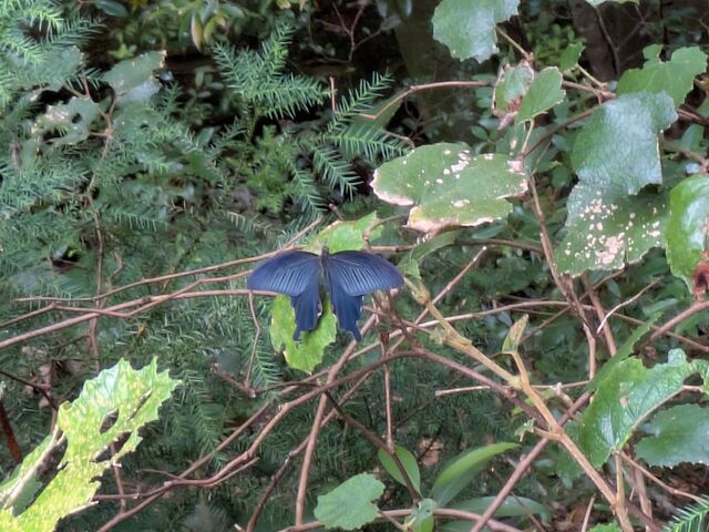 ���X����R���܂���_���v�����g���[�g�V�����e�B�[