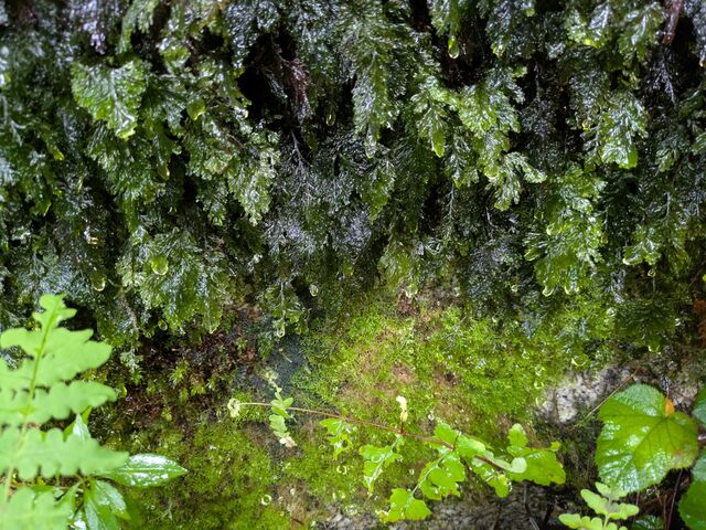 �ۂɓH�鐅���܂�ŕ�΂̂悤(-�ց�)_���v�����g���[�g�V�����e�B�[