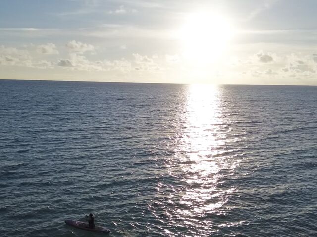 �h���[���B�e�ɑ労���I_�C�P�����p���_�C�X �{�Ó�