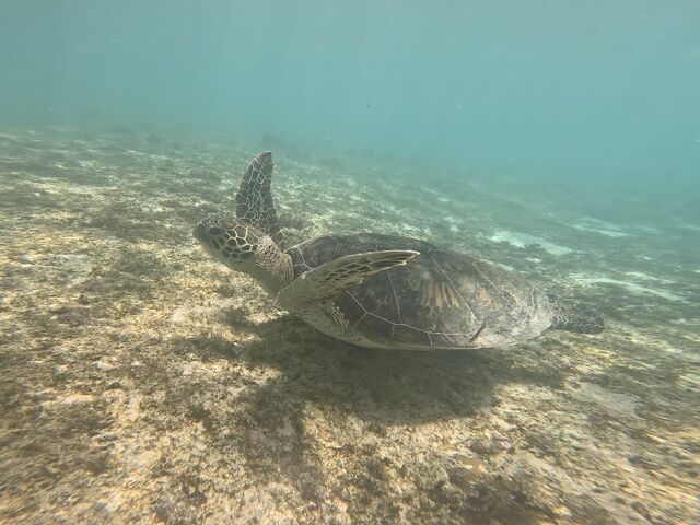 �E�~�K���������񌩂�Ċ����������I_�C�P�����p���_�C�X �{�Ó�