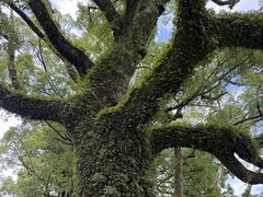 Yu����̌F��ߒq��Ђւ̓��e�ʐ^1