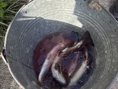 񂠂̖kjW}XZ^[ւ̓eʐ^1