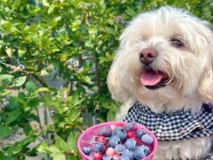 􂳂̐St@u[x[t@[ւ̓eʐ^1