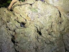 t[W̐Ί_ ADVENTURE PiPiւ̓eʐ^3