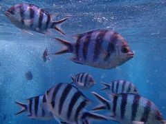 悤̐̓A@Dive@ւ̓eʐ^1