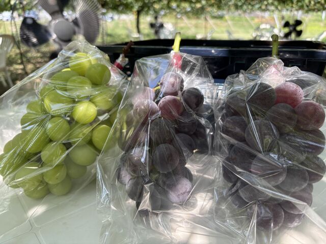 �V���C���}�X�J�b�g�ƃs�I�[�l�Ƌ���_�X�c�Ԃǂ���