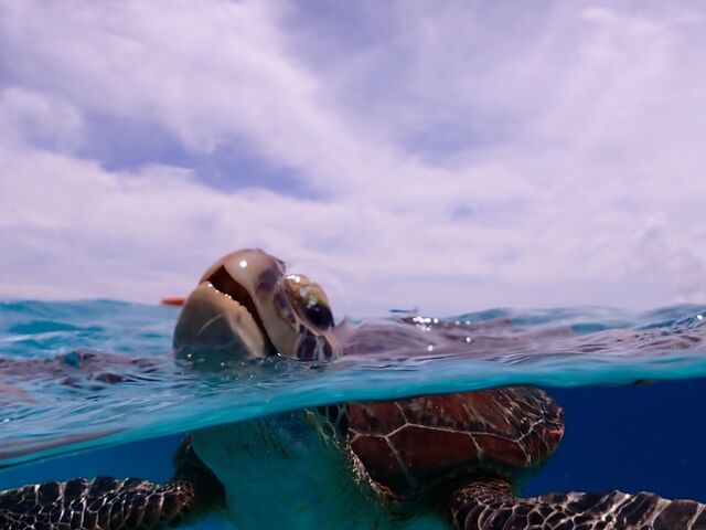 ����ȋߋ����ŊC�T�Ɖj�����Ƃ��ł��܂����I_�ɗǕ����c�A�[�@�}�J�i