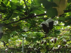 �u���~������̐_�{���Ԃǂ���g���ւ̓��e�ʐ^1