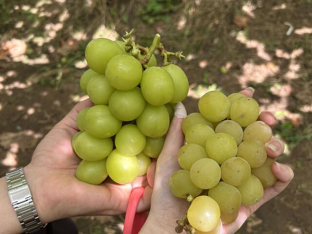 ����ׂł̔Z�x�̈Ⴂ���y��������
���������ǂ�����������������ł�_�n�Ӕ_��