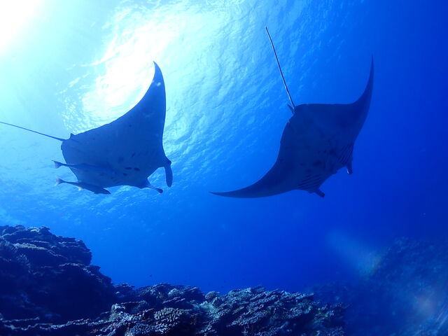 ������̃}���^���R�o���U��_�_�C�u�n�E�X�}���^�Ί_��