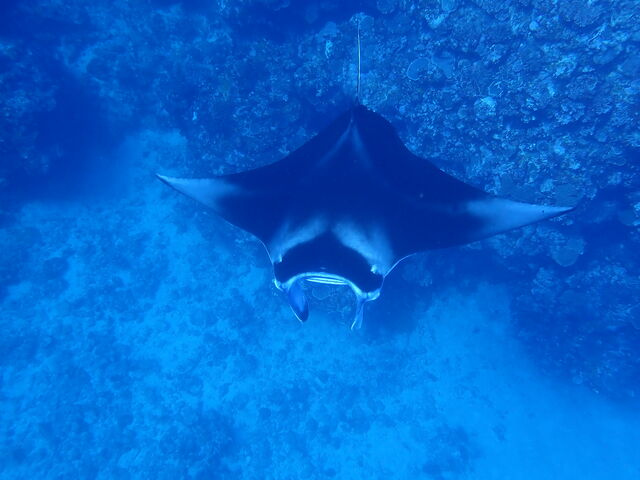 �ォ����}���^_�_�C�u�n�E�X�}���^�Ί_��