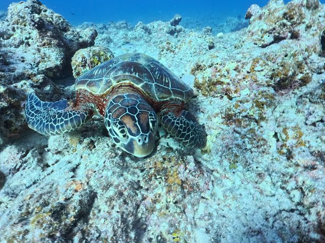 �E�~�K�����x�ݒ�_�_�C�u�n�E�X�}���^�Ί_��