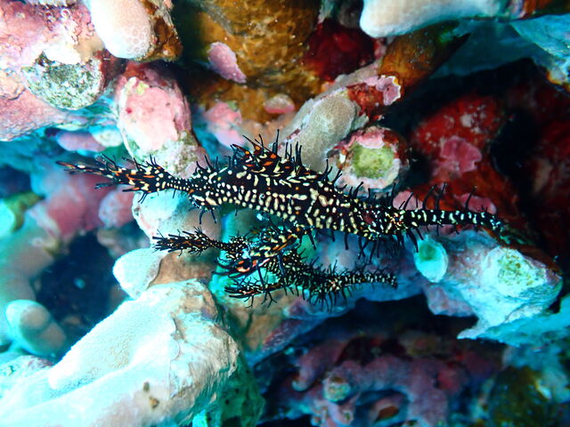 �h���S���t�B�b�V���H�I_�_�C�u�n�E�X�}���^�Ί_��