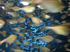 chiwapapi̕ւ̓eʐ^3