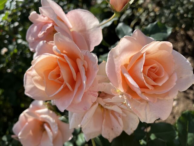 �Չ�_���É͒뉀