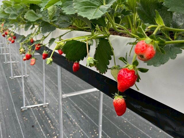 �傫���āA�Â��C�`�S�ł����I�������������ł��`�I_�y��؁z�����������_��