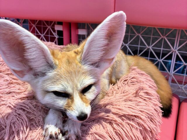 ���Ԃ�邳��̌��h���킢���������̓��e�ʐ^1