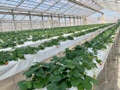 �₢�����R���������̎ʐ^1