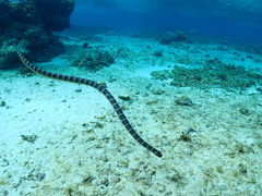 Nami�{�Ó��̎ʐ^1