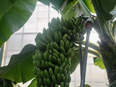 �؍X�Ãt�@�[���̎ʐ^2