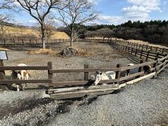 �K���W�[�t�@�[���̎ʐ^3