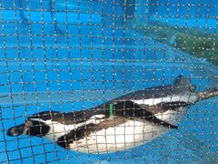 �\�t����񂳂�̋�\�㓇�p�[���V�[���]�[�g�ւ̓��e�ʐ^1