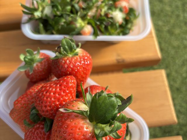 ����ȂɐH�ׂ܂���_Strawberry Rabbit's