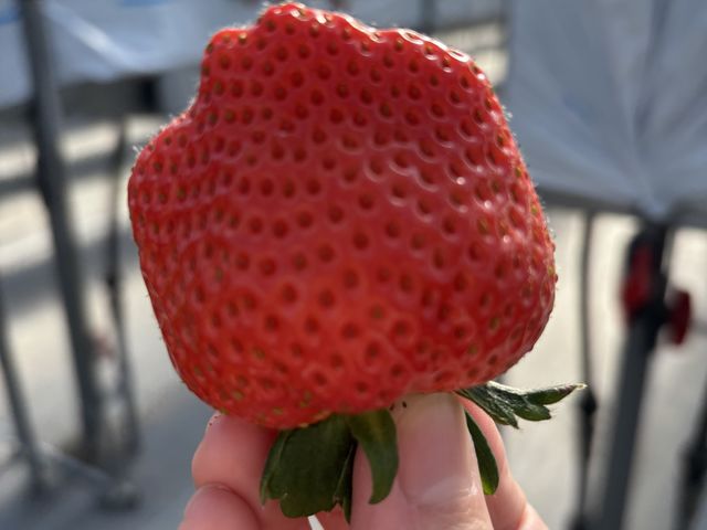 1�����傫���ł�_Strawberry Rabbit's
