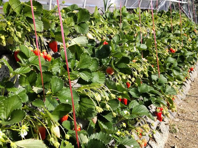 ʳ����ł��B_��܂��C�`�S�_��