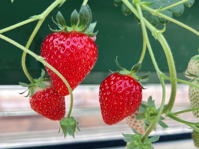 �Ö��Ǝ_���̃o�����X���ō��ł����I�I_�������퉮