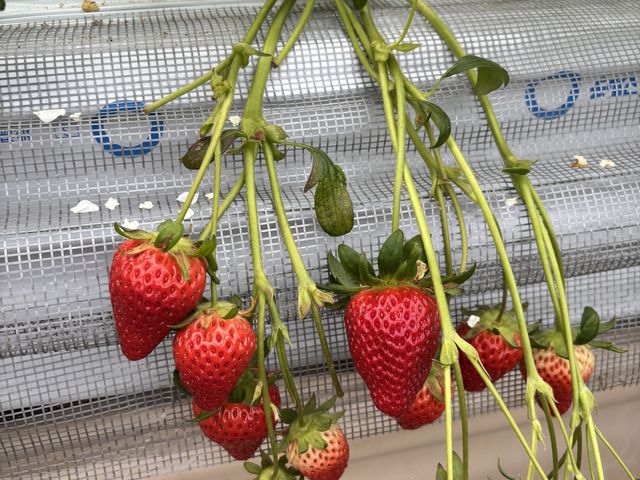 �Ԃ��đ傫���C�`�S����R�����ĊÂ��Ĕ������������ł��B_�c���_��