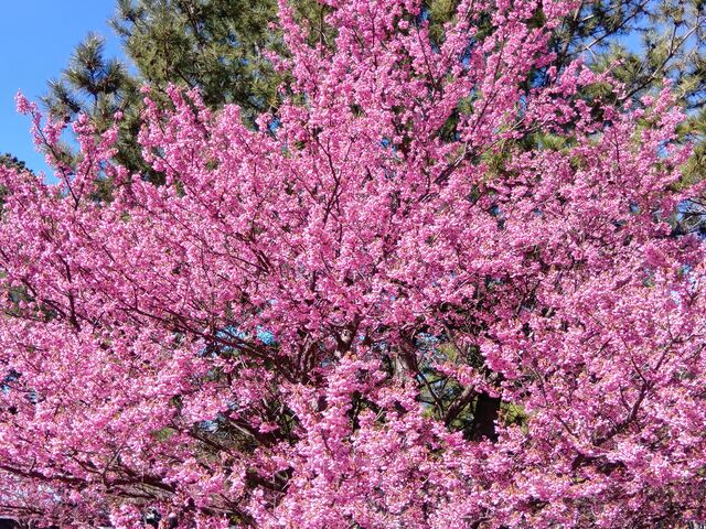 hiro����̃e���b�Z�I�����W�g�C�̓��e�ʐ^1