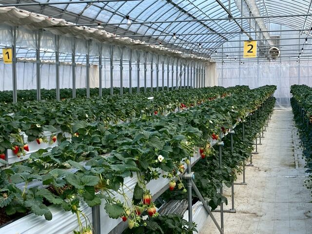 �n�E�X���̗l�q_Aska Strawberry Field