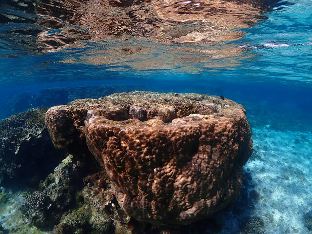 �T���S��_MONKEY NAVY