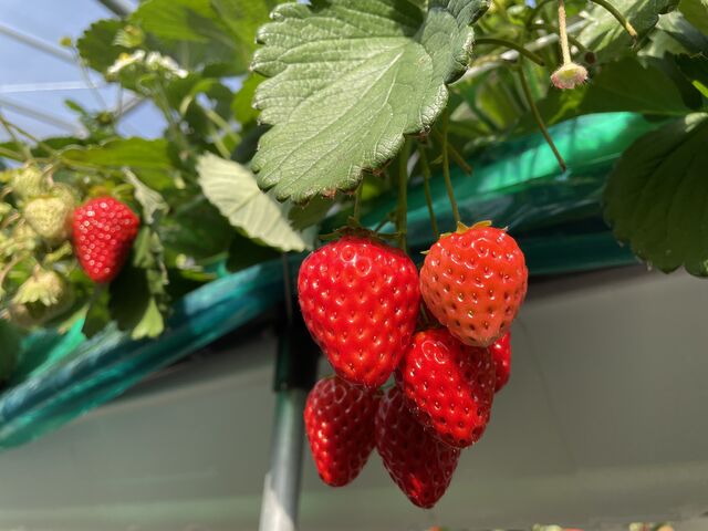 ��R�����܂����B_�I�A�V�X�t�@�[�����c