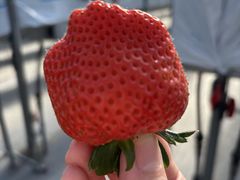 Strawberry Rabbit's�̎ʐ^2