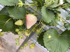 �ό��_���X�}�C���t�@�[���̎ʐ^1