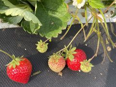 �����ނ���̕���ό��_���ւ̓��e�ʐ^1