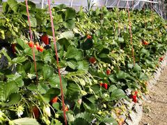 ��܂��C�`�S�_���̎ʐ^1