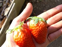 ��܂��C�`�S�_���̎ʐ^2