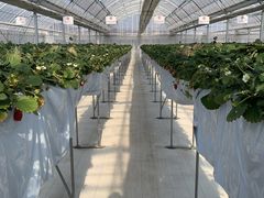 ���ꂵ���̂�̎ʐ^2