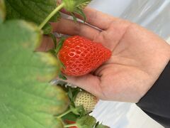 ���ꂵ���̂�̎ʐ^3