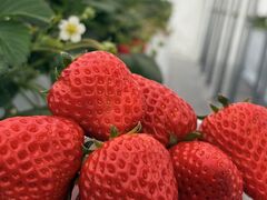 �˂����t�@�[���̎ʐ^1