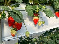 ���Ƃ���񂳂��Aska Strawberry Field�ւ̓��e�ʐ^1