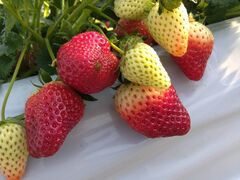 STRAWBERRY GARDEN ROYAL�̎ʐ^1