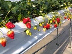 STRAWBERRY GARDEN ROYAL�̎ʐ^2