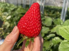 �I�A�V�X�t�@�[�����c�̎ʐ^2