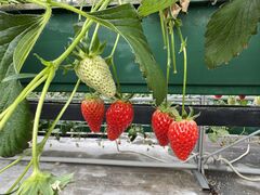 �z�J�X�g���x���[�̎ʐ^1